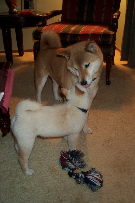 LCS夏季赛精彩回顾，lcs赛区夏季赛冠军