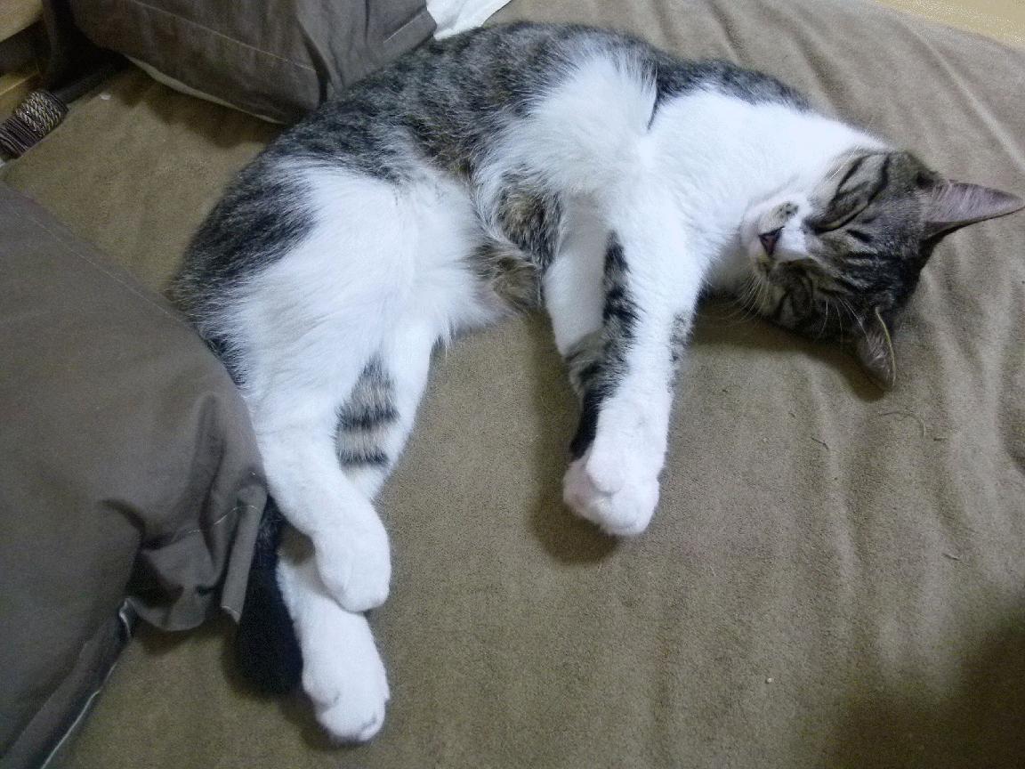 NBA球星在社交媒体上秀恩爱,引发热议,nba球星在社交媒体上秀恩爱,引发热议是什么