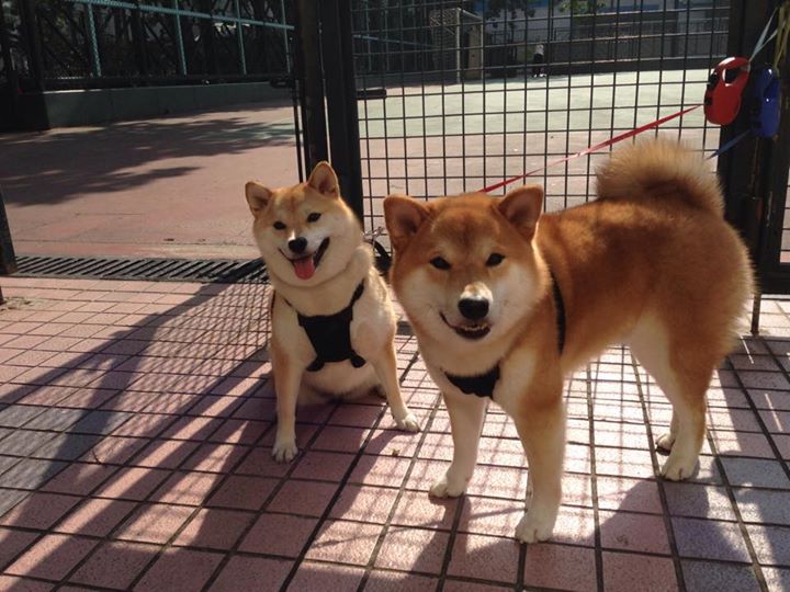 爱游戏手机版-中国足球的球迷观赛体验提升方案实施方案，足球观看比赛