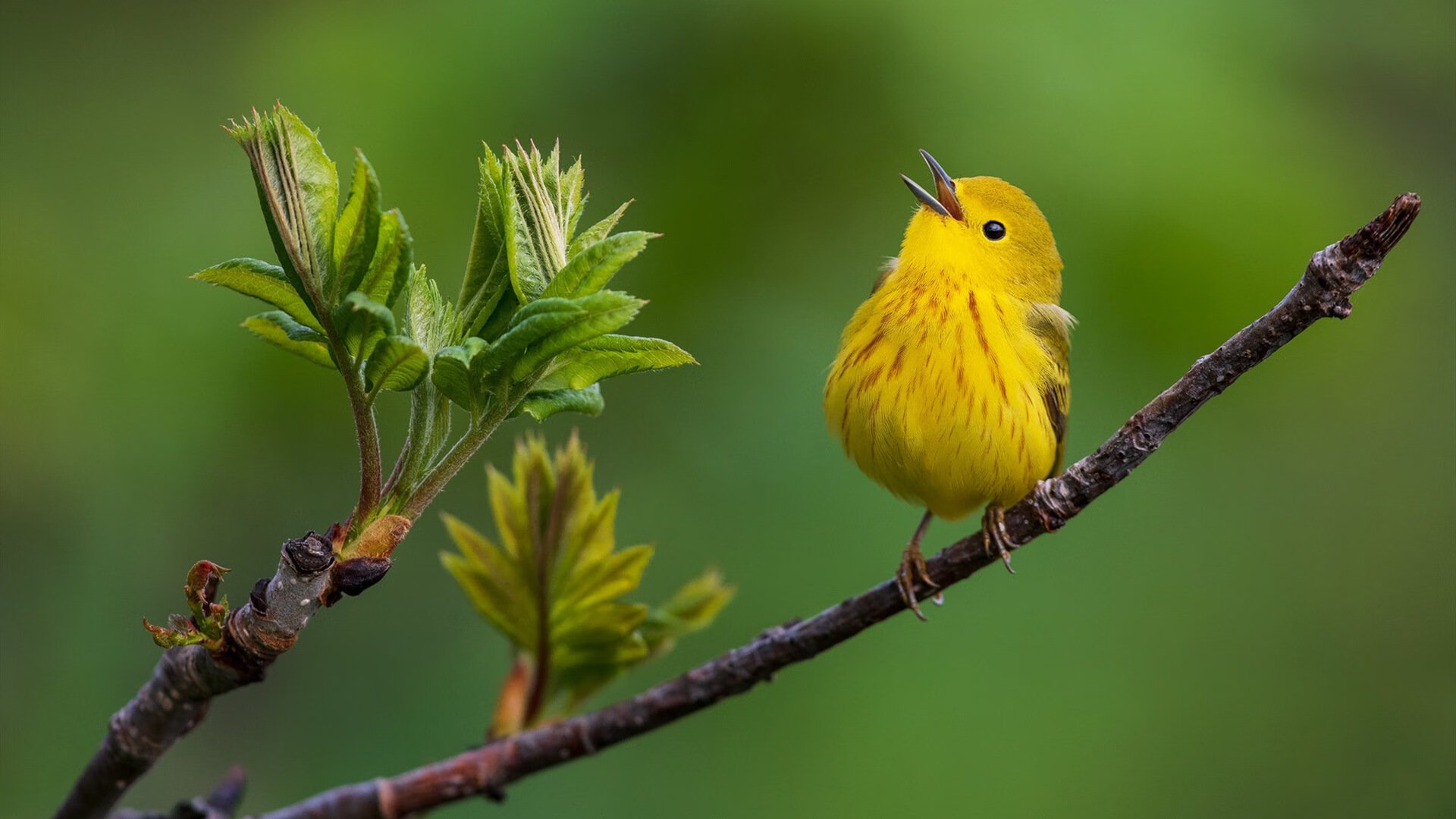 爱游戏平台-切尔西获胜在望，塞维利亚尽力不懈，切尔西对阵塞维利亚预测
