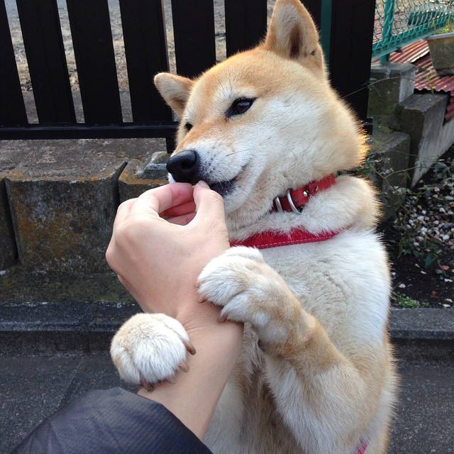 托特纳姆热刺大胜,晋级欧国联半决赛,托特纳姆热刺vs切尔西预测