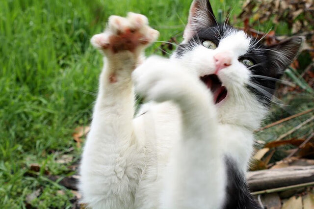 桑德兰王朝三分稳固，奏响胜利乐章！