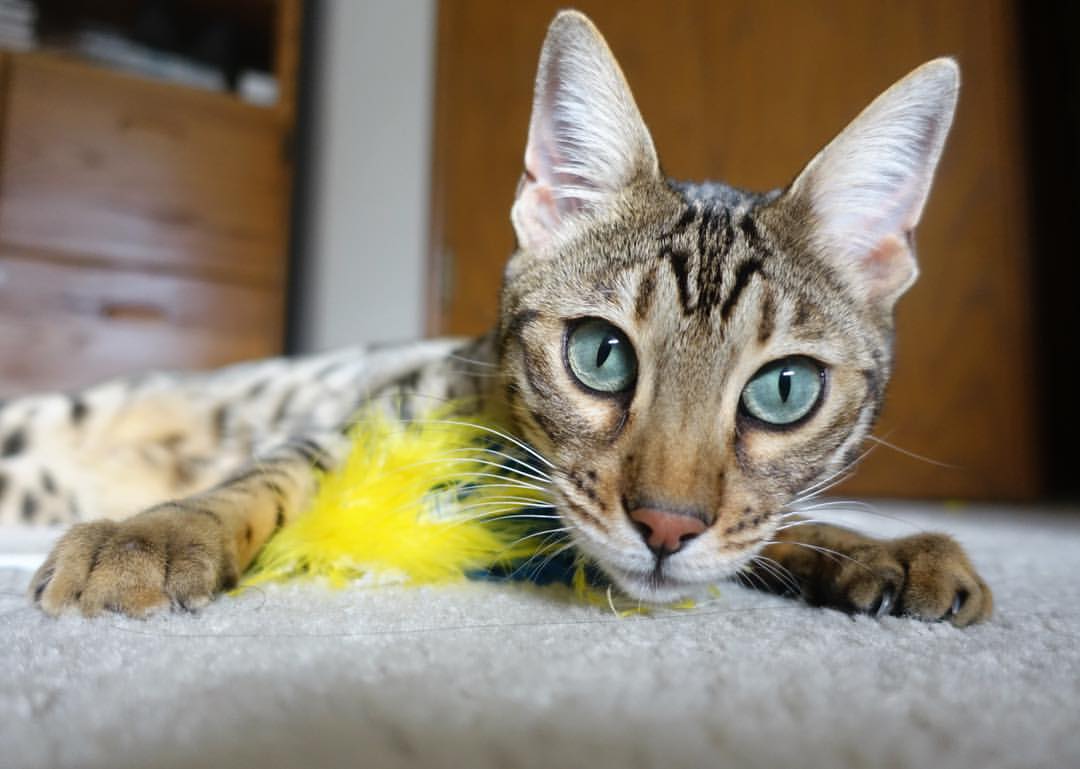 中超后腰球员拦截数据报告，中超拦截榜