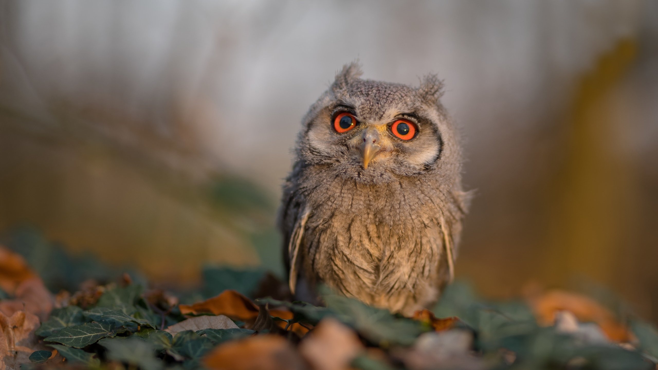 加拿大队在国际乒联混合团体世界杯中的亮眼表现与技术亮点,加拿大国家队乒乓球